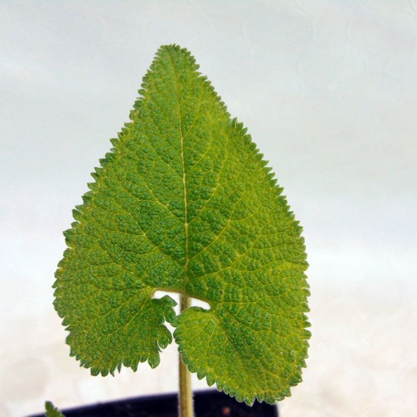 Phlomis tuberosa Amazone - Brandkruid (Blad)