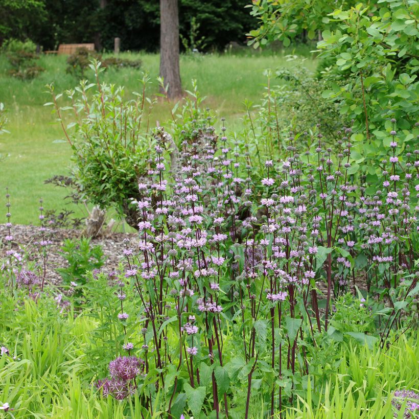 Phlomis tuberosa Amazone - Brandkruid (Groeiplaats)