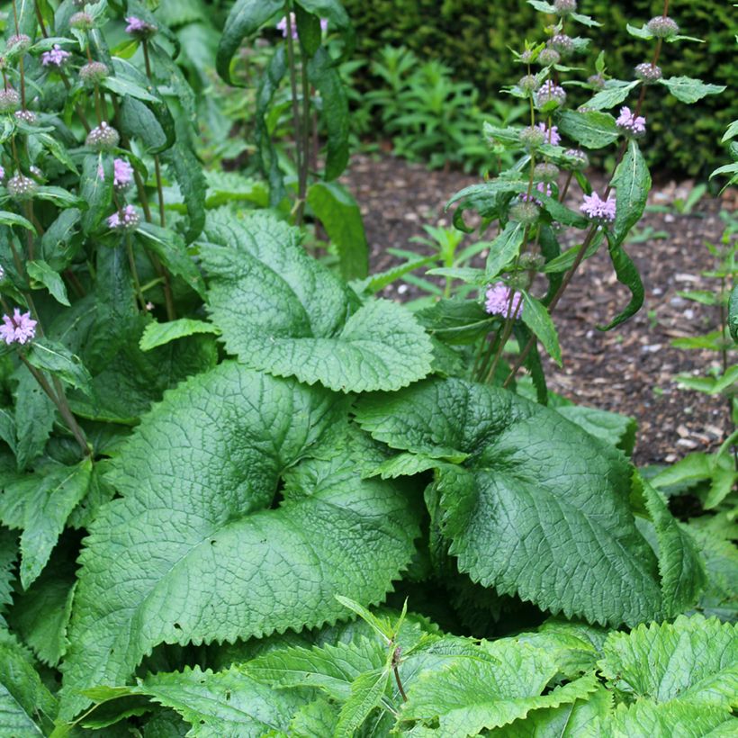 Phlomis tuberosa Amazone - Brandkruid (Blad)
