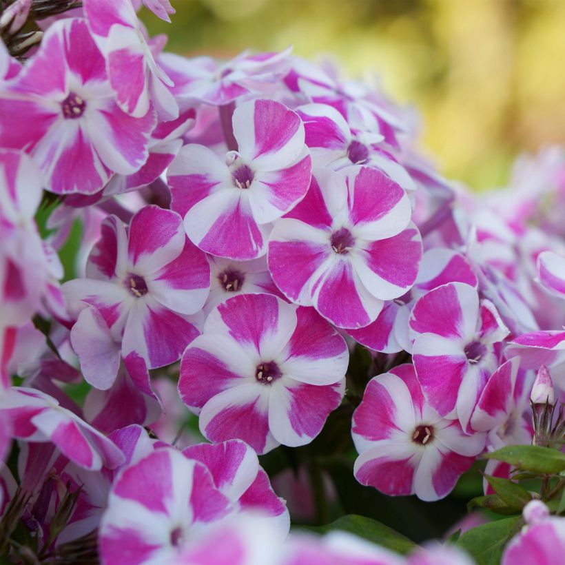 Phlox paniculata Bambini Candy Crush - Vlambloem (Bloei)
