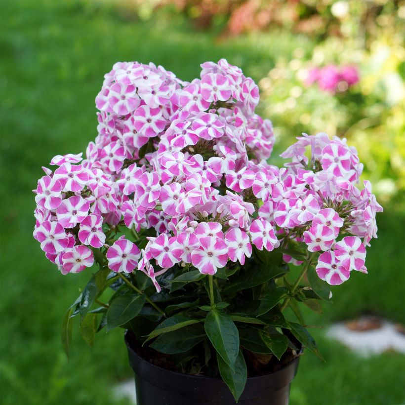 Phlox paniculata Bambini Candy Crush - Vlambloem (Groeiplaats)
