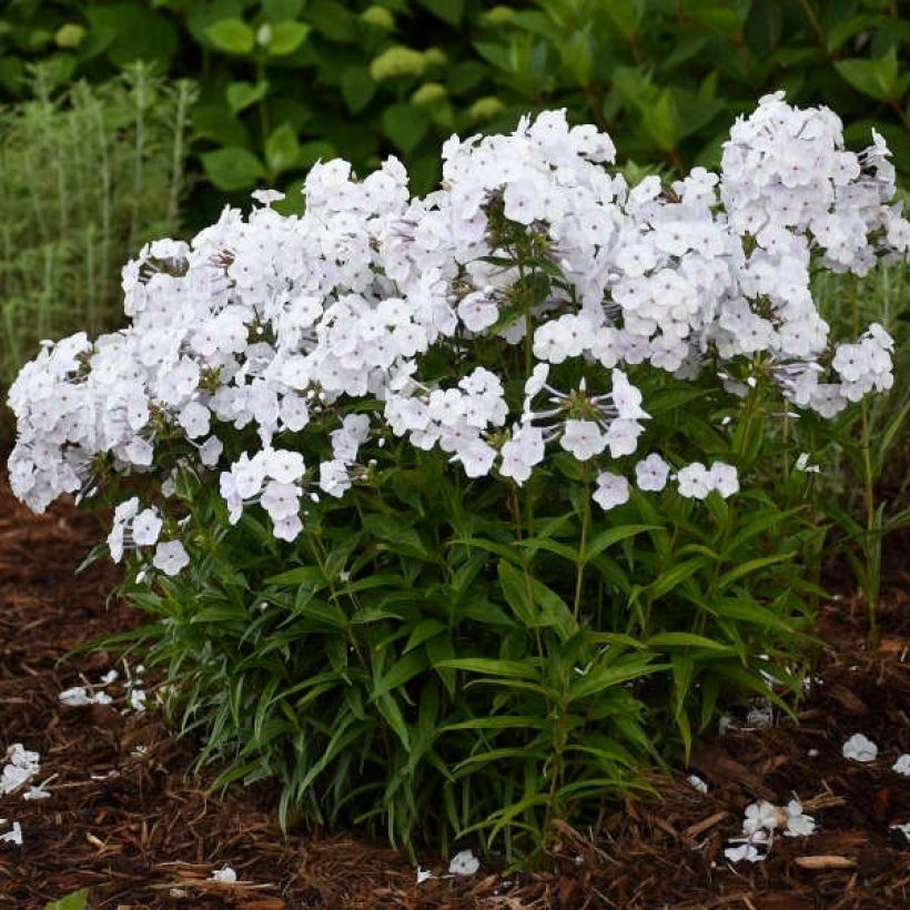 Phlox Fashionably Early Crystal - Vlambloem (Groeiplaats)