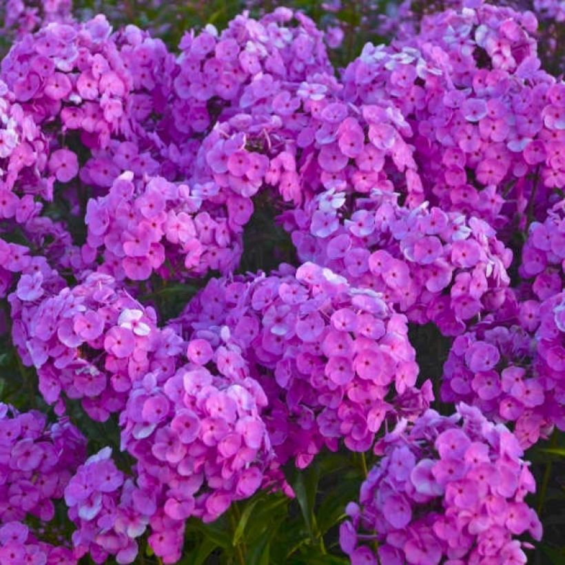 Phlox Fashionably Early Flamingo - Vlambloem (Bloei)