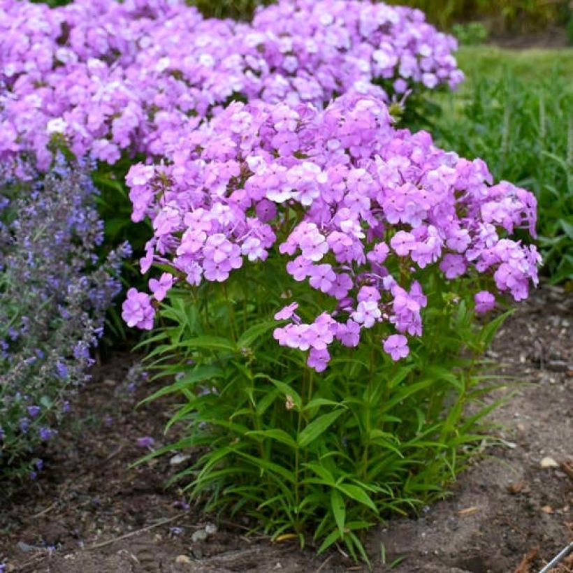 Phlox Fashionably Early Flamingo - Vlambloem (Groeiplaats)