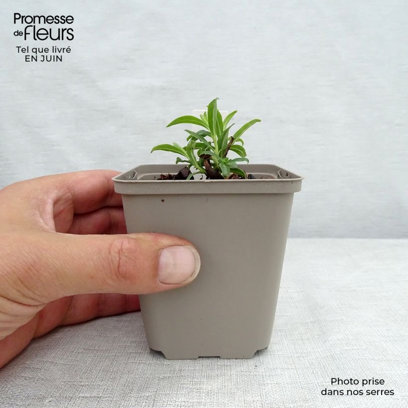 Exemplaar van Phlox Fashionably Early Flamingo - Vlambloem Kweekpotje van 8/9 cm zoals geleverd in de zomer