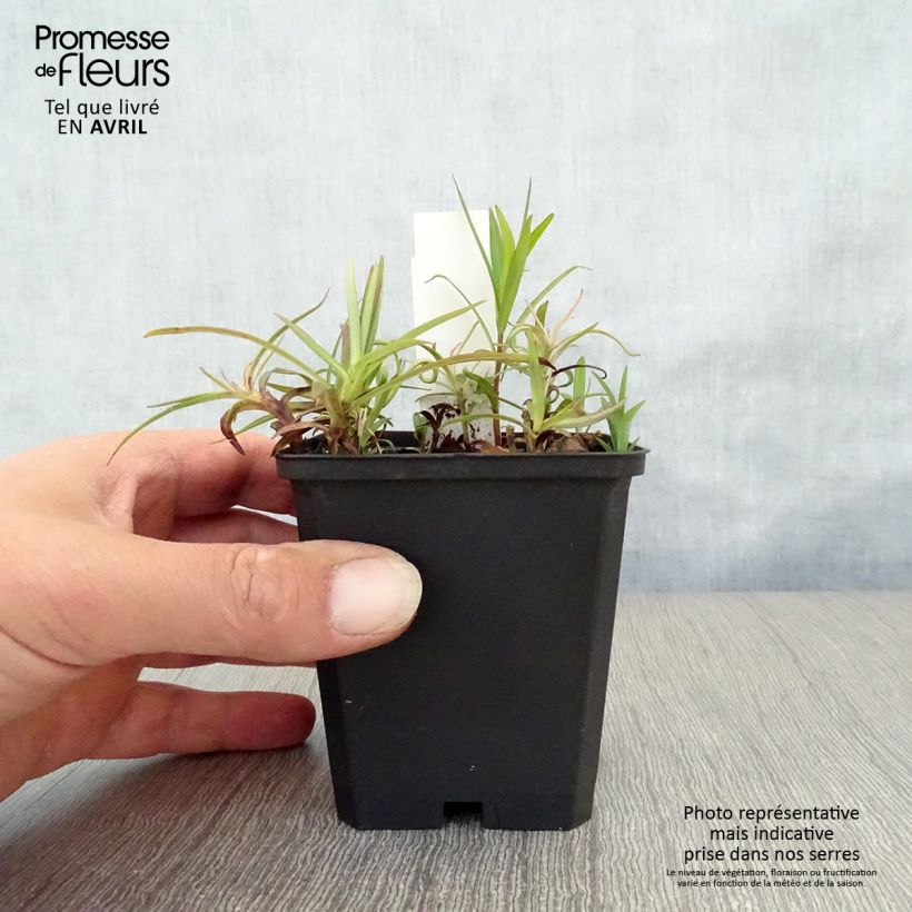 Exemplaar van Phlox Fashionably Early Flamingo - Vlambloem Kweekpotje van 8/9 cm zoals geleverd in de lente