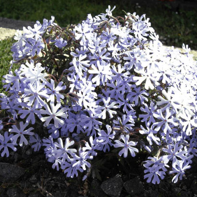 Phlox bifida Minima Colvin - Borstelphlox (Bloei)