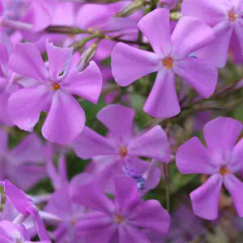 Phlox carolina Bill Baker - Vlambloem (Flowering)