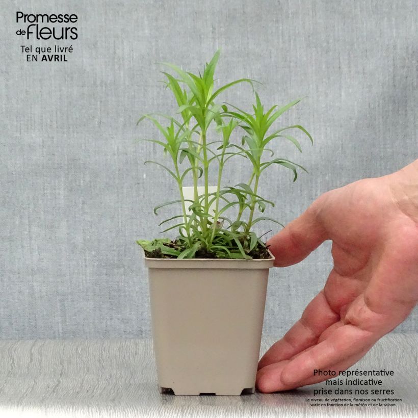 Example of Phlox carolina Bill Baker - Vlambloem Kweekpotje van 8/9 cm as you get in printemps