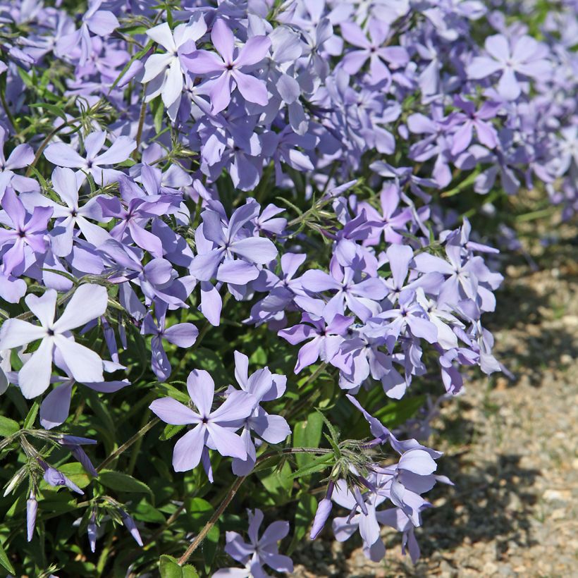 Phlox divaricata Clouds of Perfume - Voorjaarsvlambloem (Groeiplaats)