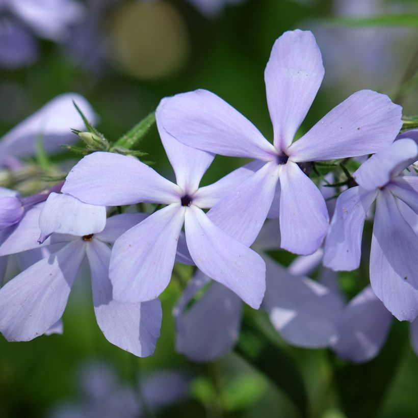 Phlox divaricata Clouds of Perfume - Voorjaarsvlambloem (Bloei)