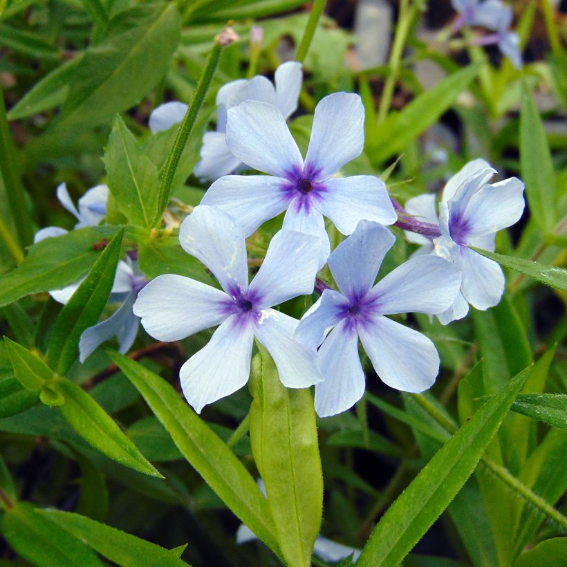 Phlox divaricata Chattahoochee - Voorjaarsvlambloem (Bloei)