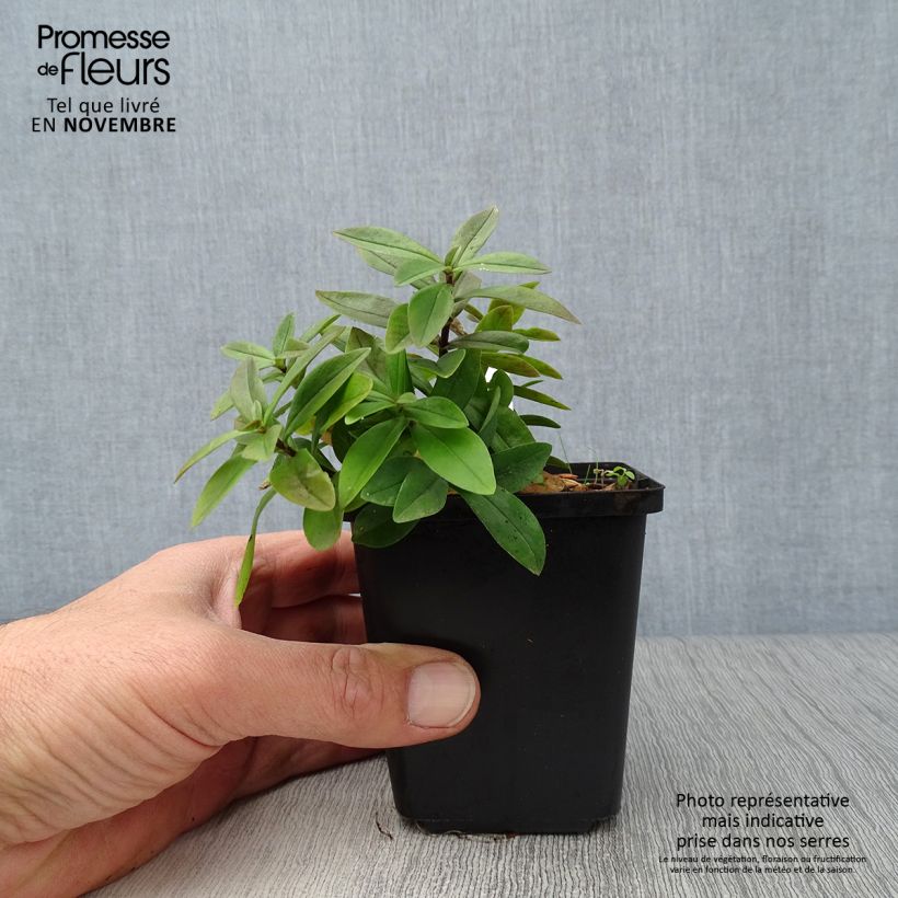 Exemplaar van Phlox divaricata Chattahoochee - Voorjaarsvlambloem Kweekpotje van 8/9 cm zoals geleverd in de herfst