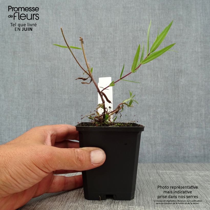 Exemplaar van Phlox divaricata Chattahoochee - Voorjaarsvlambloem Kweekpotje van 8/9 cm zoals geleverd in de zomer