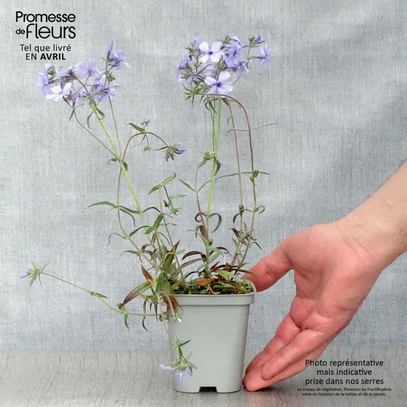 Exemplaar van Phlox divaricata Chattahoochee - Voorjaarsvlambloem Kweekpotje van 8/9 cm zoals geleverd in de lente