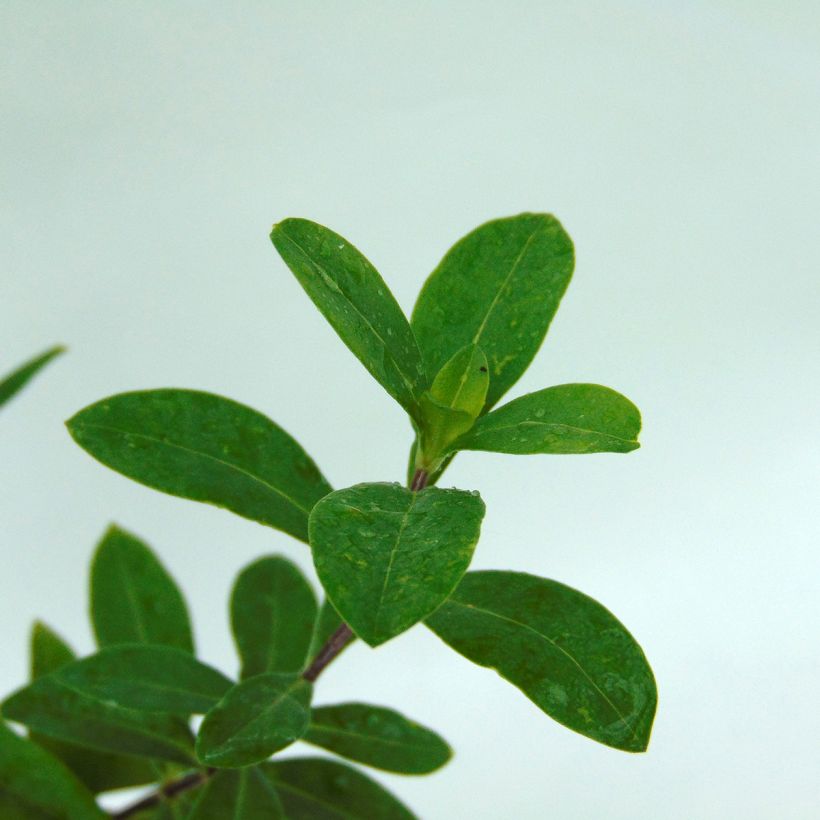Phlox divaricata Clouds of Perfume - Voorjaarsvlambloem (Blad)