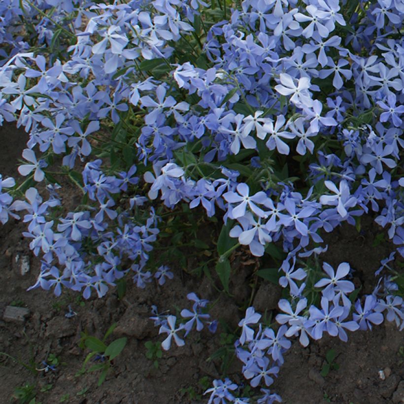 Phlox divaricata Clouds of Perfume - Voorjaarsvlambloem (Groeiplaats)