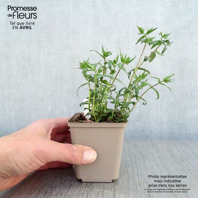 Exemplaar van Phlox divaricata Clouds of Perfume - Voorjaarsvlambloem Kweekpotje van 8/9 cm zoals geleverd in de lente