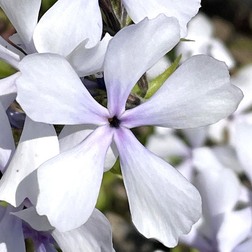 Phlox divaricata Dirigo Ice - Voorjaarsvlambloem (Bloei)