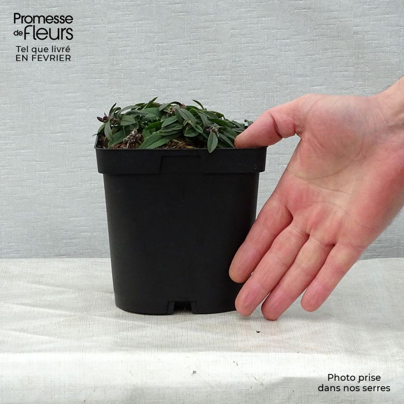 Exemplaar van Phlox divaricata White Perfume - Voorjaarsvlambloem Pot van 2 l/3 l zoals geleverd in de winter