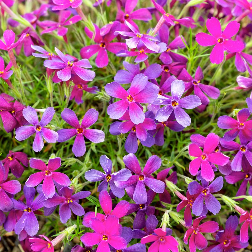 Phlox douglasii Crackerjack - Kruipende vlambloem (Bloei)
