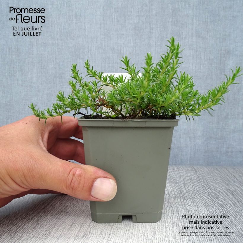 Exemplaar van Phlox douglasii Lilac Cloud - Kruipende vlambloem Kweekpotje van 8/9 cm zoals geleverd in de zomer