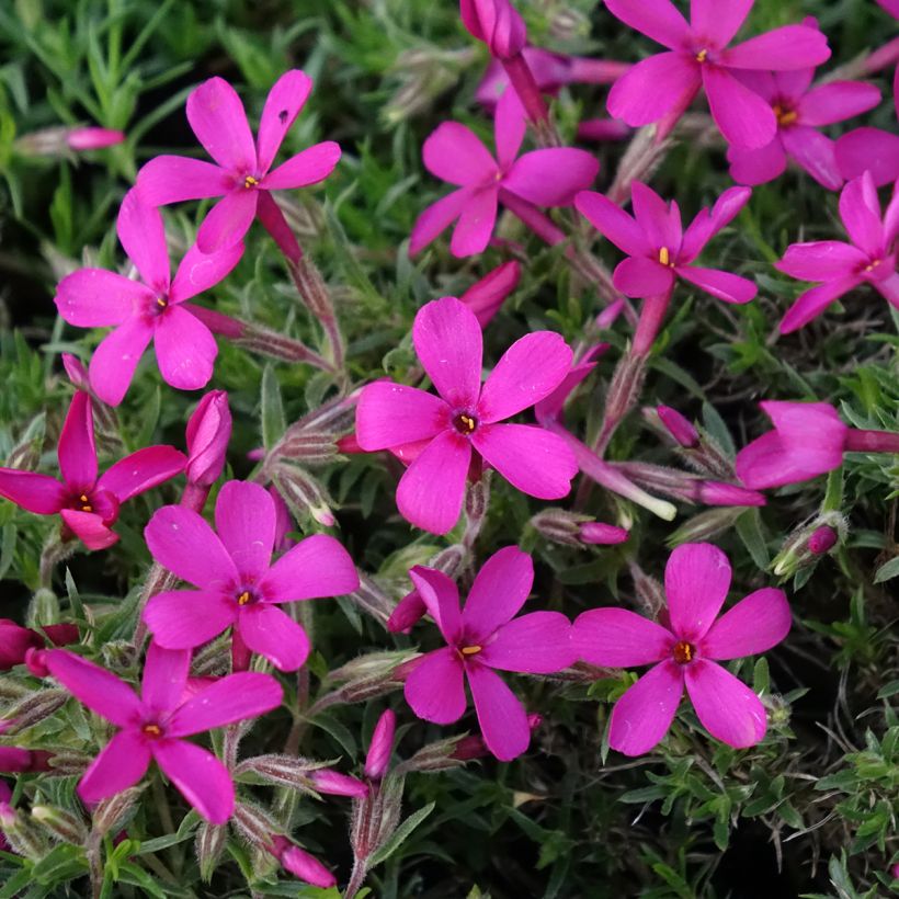 Phlox douglasii Ochsenblut - Kruipende vlambloem (Bloei)