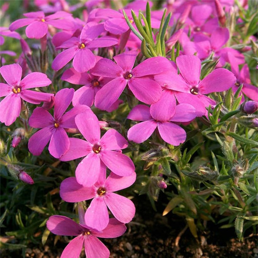Phlox douglasii Waterloo - Kruipende vlambloem (Bloei)