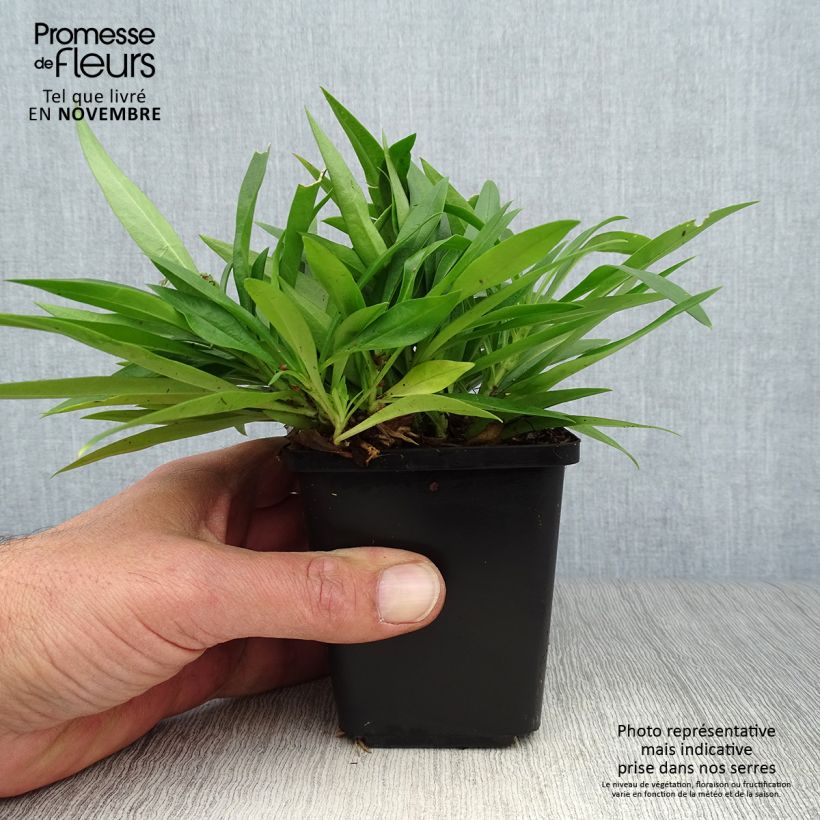 Exemplaar van Phlox Forever Pink - Vlambloem Kweekpotje van 8/9 cm zoals geleverd in de herfst