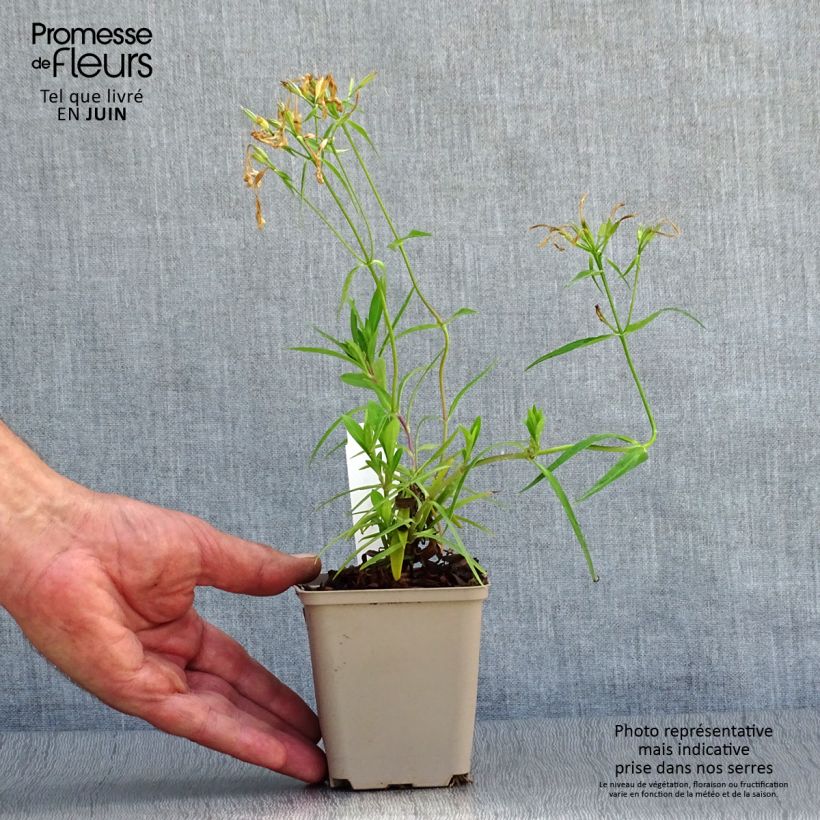 Exemplaar van Phlox Forever Pink - Vlambloem Kweekpotje van 8/9 cm zoals geleverd in de zomer