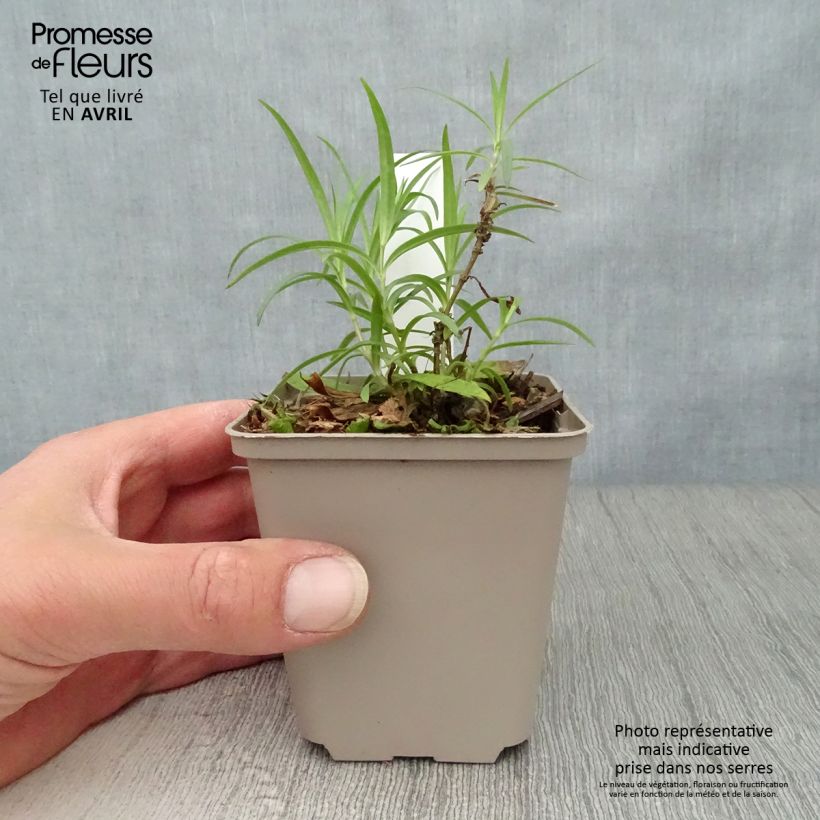 Exemplaar van Phlox Forever Pink - Vlambloem Kweekpotje van 8/9 cm zoals geleverd in de lente