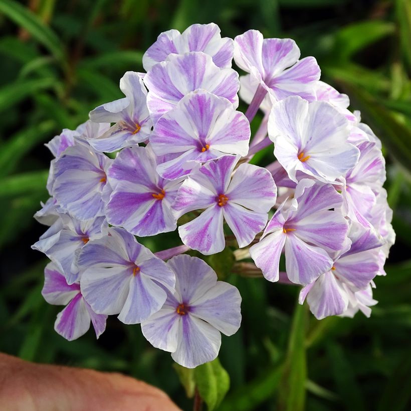 Phlox maculata Natasha - Vlambloem (Bloei)