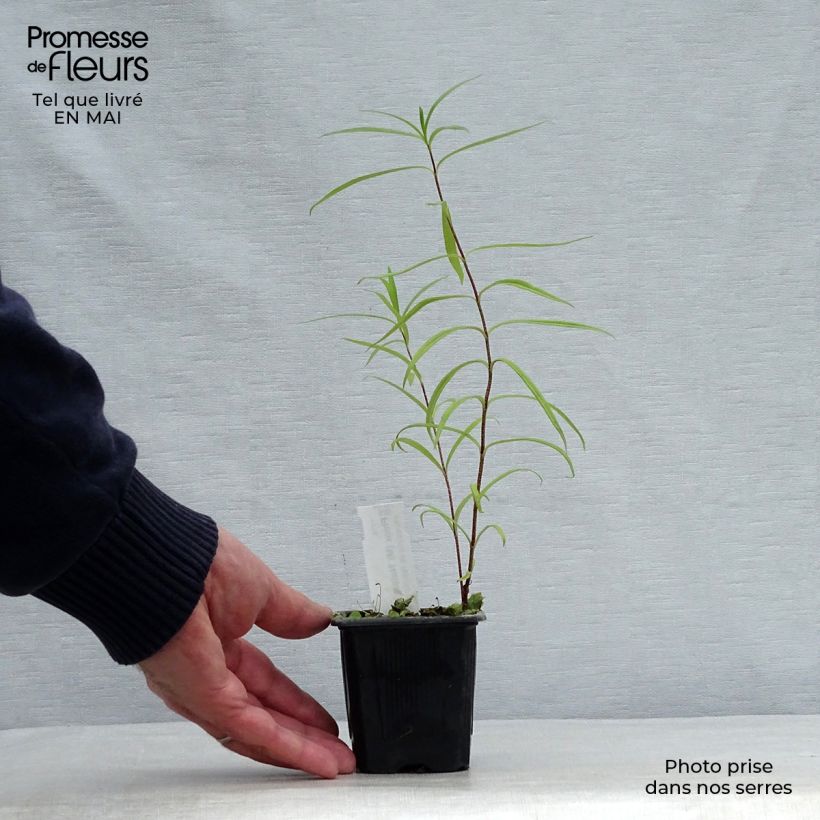 Exemplaar van Phlox maculata Natasha - Vlambloem Kweekpotje van 8/9 cm zoals geleverd in de lente