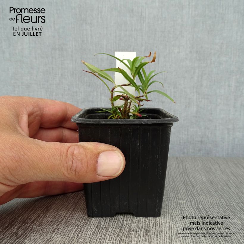 Exemplaar van Phlox maculata Omega - Vlambloem Kweekpotje van 8/9 cm zoals geleverd in de zomer
