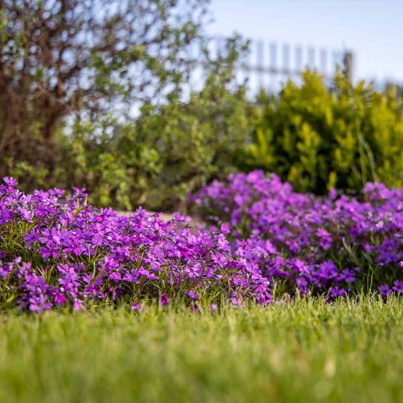 Phlox subulata Atropurpurea - Kruipende vlambloem (Groeiplaats)