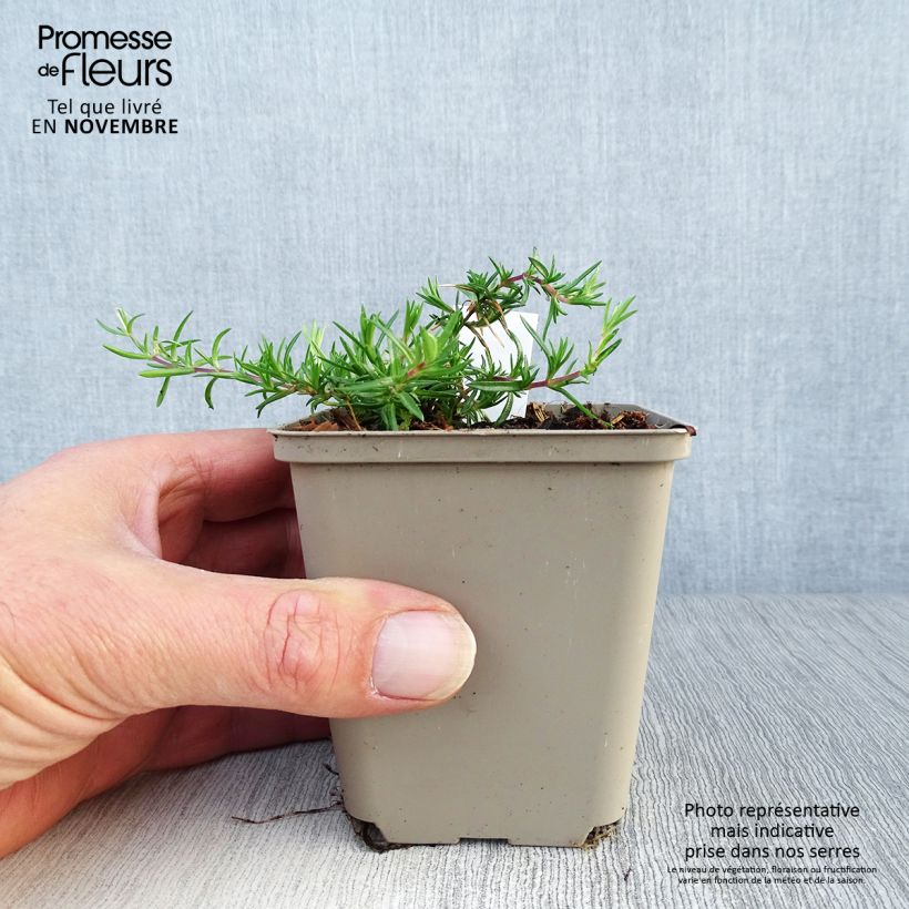Exemplaar van Phlox subulata Candy Stripes - Kruipende vlambloem Kweekpotje van 8/9 cm zoals geleverd in de herfst