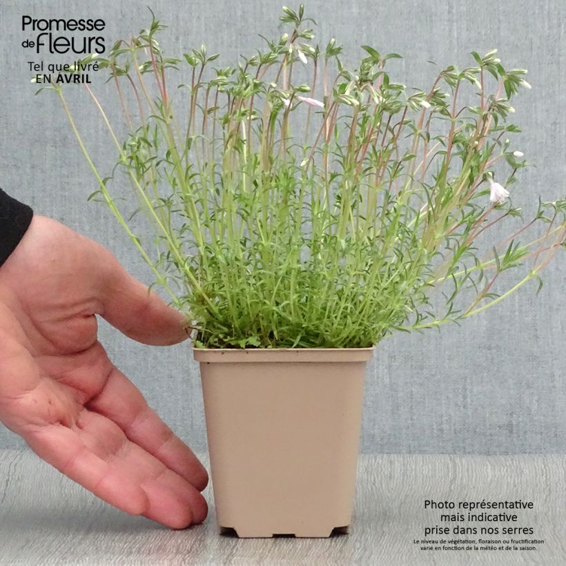 Example of Phlox subulata Candy Stripes - Kruipende vlambloem Kweekpotje van 8/9 cm as you get in printemps