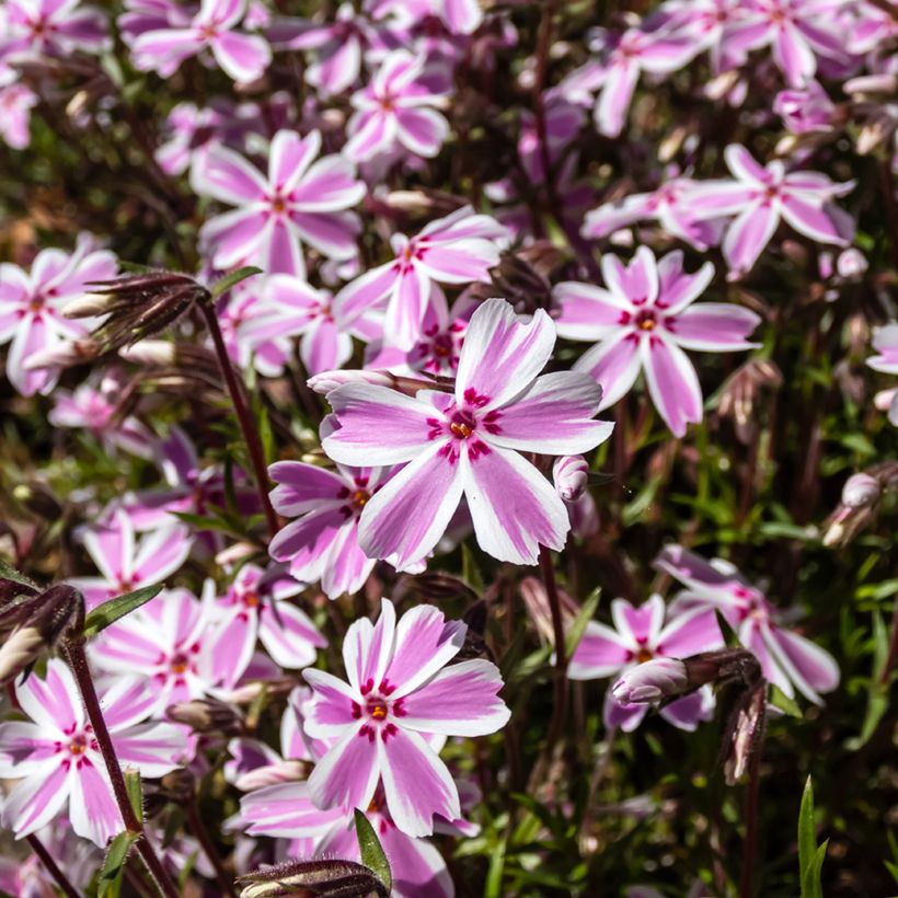 Phlox subulata Candy Stripes - Kruipende vlambloem (Bloei)