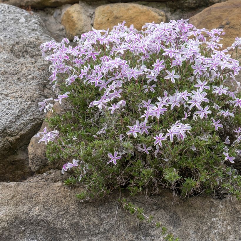 Phlox subulata Candy Stripes - Kruipende vlambloem (Groeiplaats)