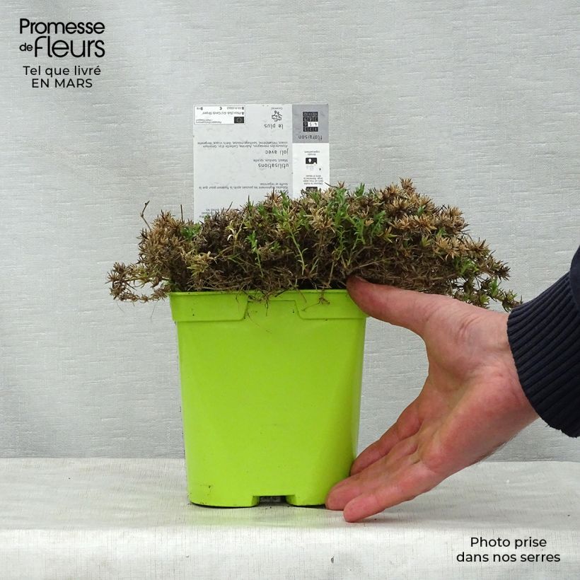 Example of Phlox subulata Candy Stripes - Kruipende vlambloem Pot van 1,5 l/2 l as you get in printemps