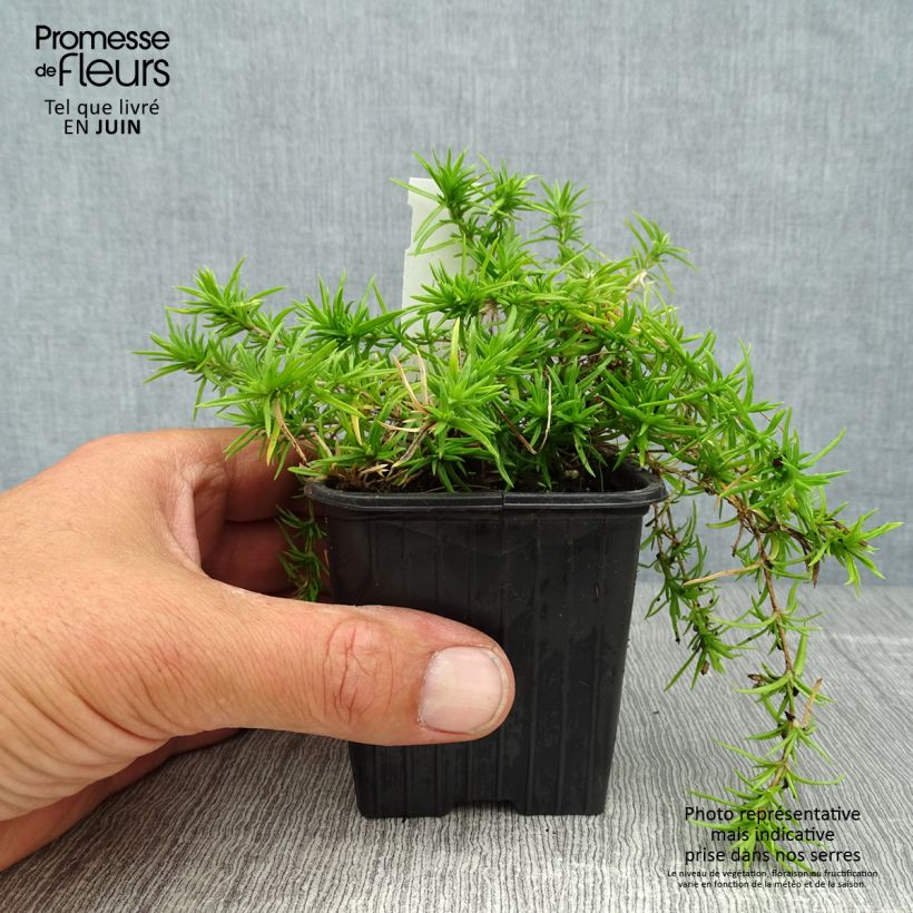 Exemplaar van Phlox subulata Moerheimii - Kruipende vlambloem Kweekpotje van 8/9 cm zoals geleverd in de zomer