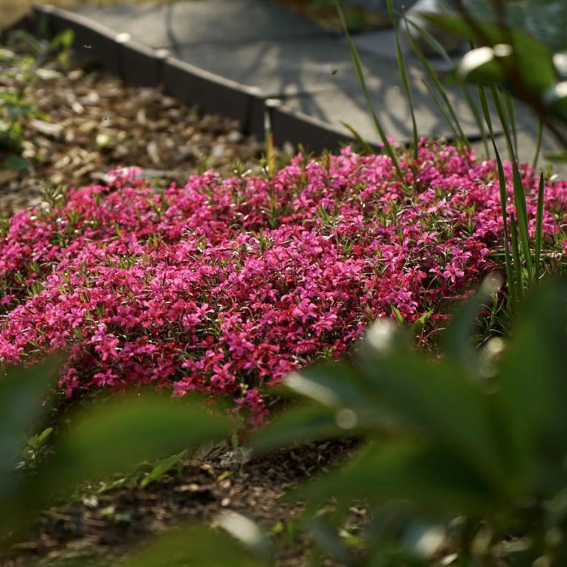 Phlox subulata Scarlet Flame - Kruipende vlambloem (Plant habit)