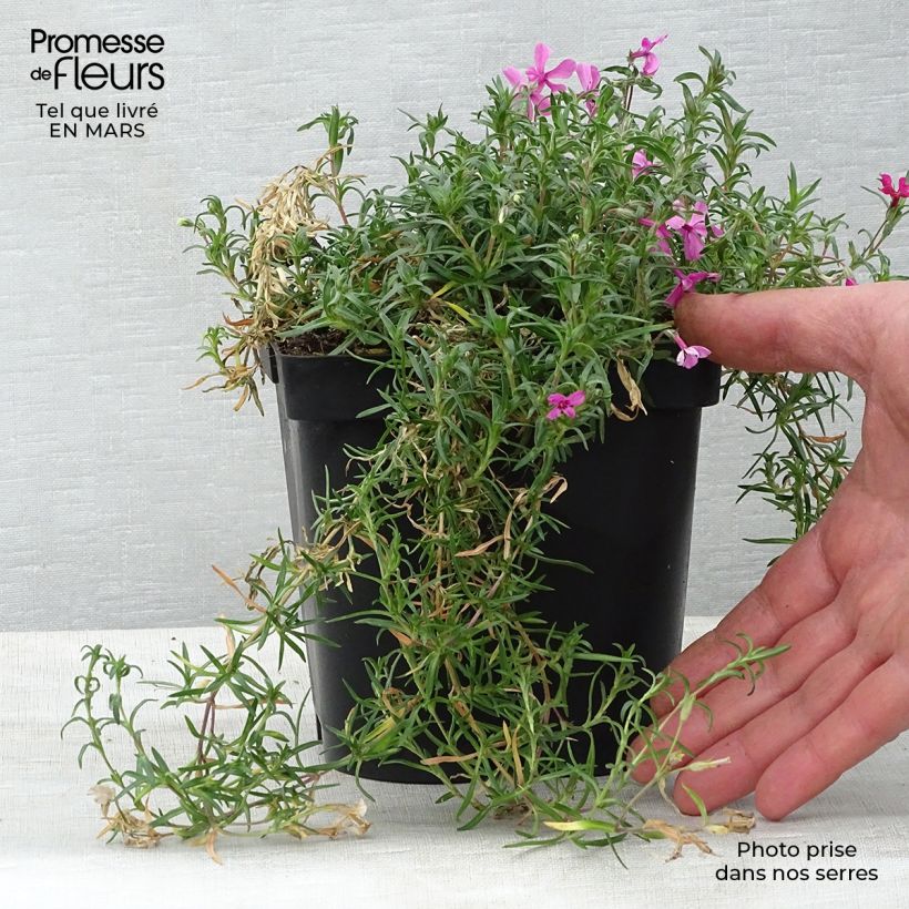 Example of Phlox subulata Scarlet Flame - Kruipende vlambloem Pot van 2 l/3 l as you get in printemps