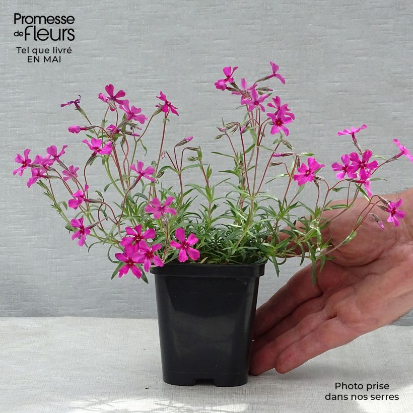 Example of Phlox subulata Scarlet Flame - Kruipende vlambloem Kweekpotje van 8/9 cm as you get in printemps