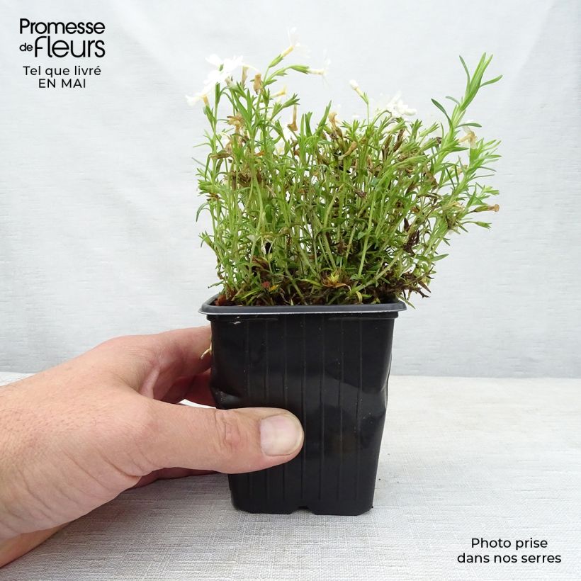 Exemplaar van Phlox subulata White Delight - Kruipende vlambloem Kweekpotje van 8/9 cm zoals geleverd in de lente