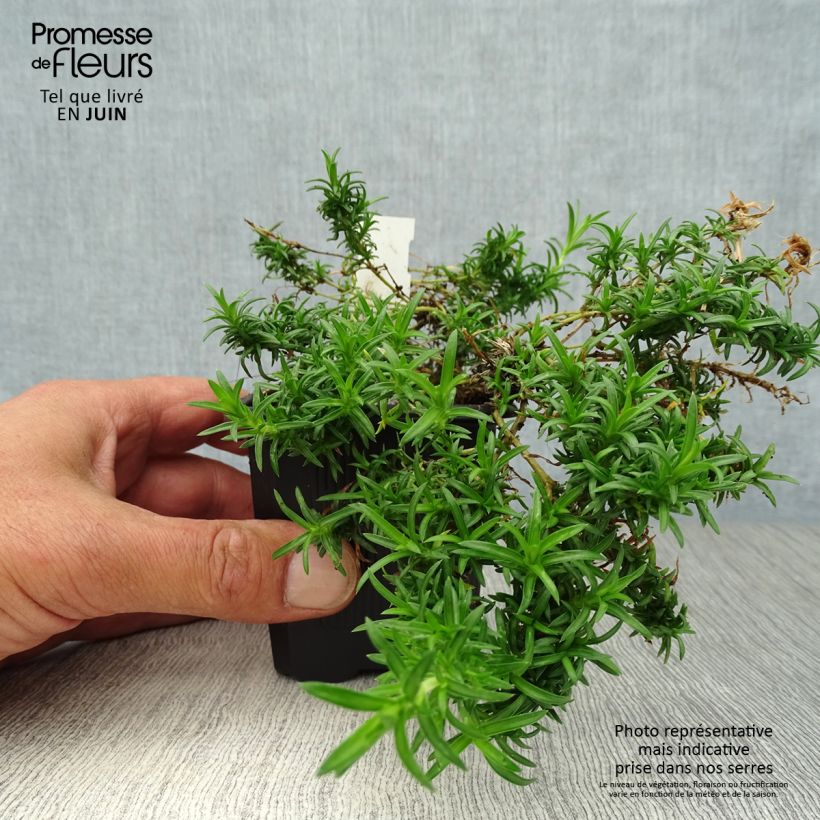 Exemplaar van Phlox subulata White Delight - Kruipende vlambloem Kweekpotje van 8/9 cm zoals geleverd in de zomer