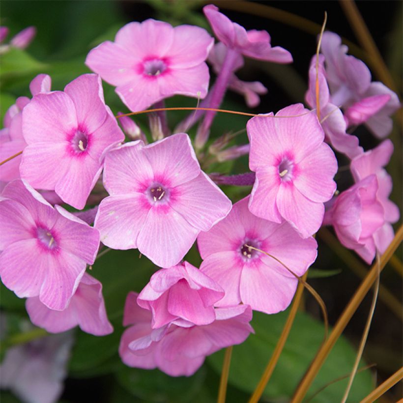 Phlox paniculata Amethyst - Vlambloem (Bloei)