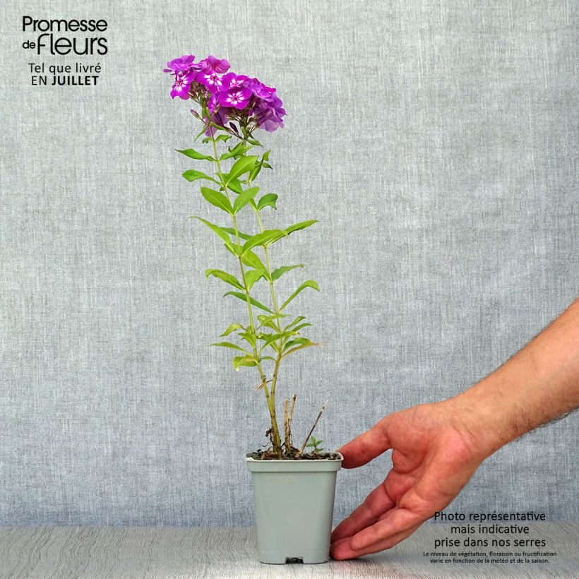 Exemplaar van Phlox paniculata Amethyst - Vlambloem Kweekpotje van 8/9 cm zoals geleverd in de zomer