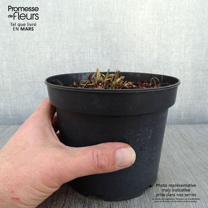 Exemplaar van Phlox paniculata Amethyst - Vlambloem Pot van 2 l/3 l zoals geleverd in de winter