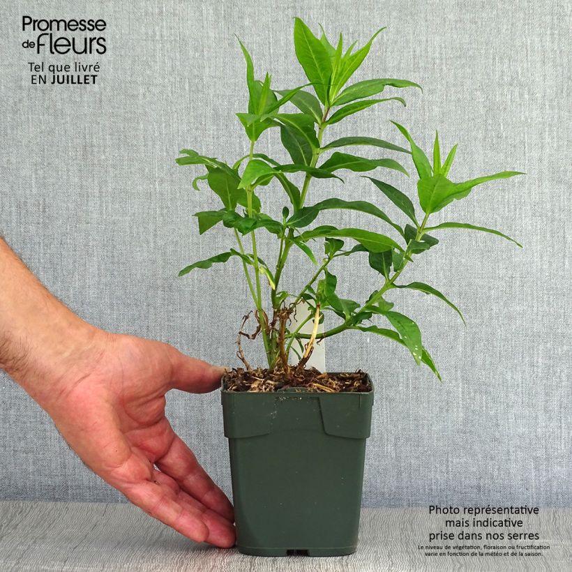 Exemplaar van Phlox paniculata Bambini Candy Crush - Vlambloem Pot van 10 cm/11 cm zoals geleverd in de zomer